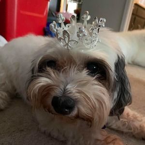 Meet your Posher, Heidi